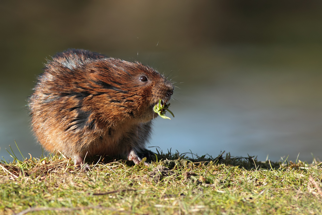 2010 (3) MARCH Water Vole 